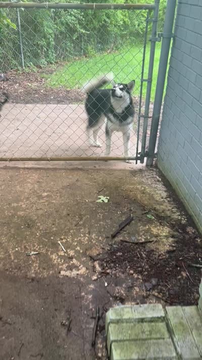Sadie, a female Siberian Husky for sale in Havelock, NC – 4 of 4
