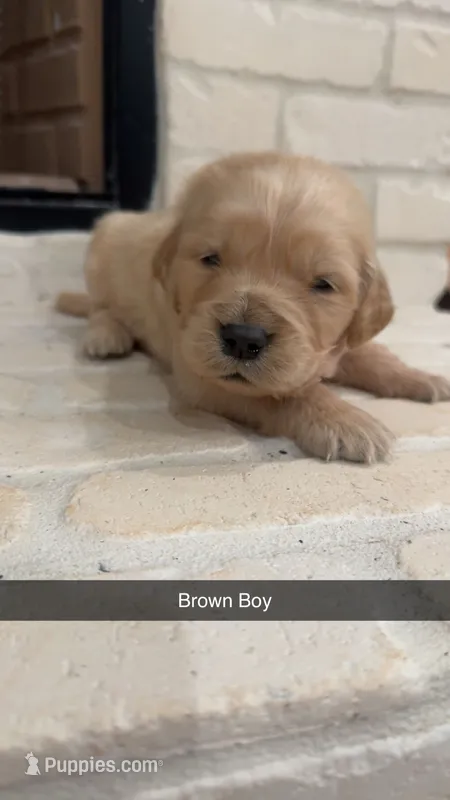 Brown Boy