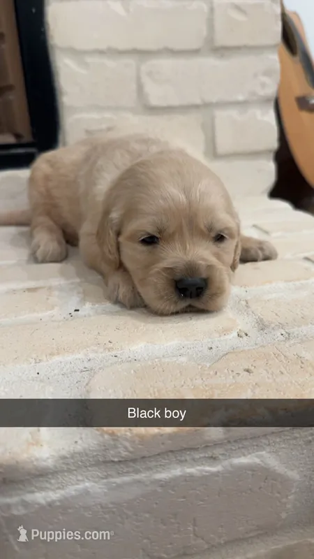 Black Boy