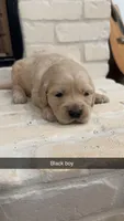 Black Boy, a male Golden Retriever for sale in Danielsville, GA – Photo 1 of 3