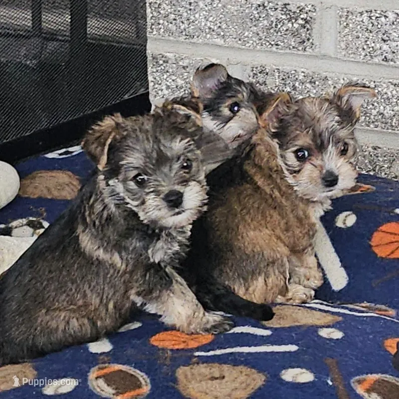 Mike  Yorkie (Chicago delivery)