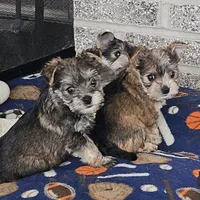 Mike  Yorkie (Chicago delivery), a male Yorkshire Terrier for sale in Lake In The Hills, IL – Photo 1 of 6