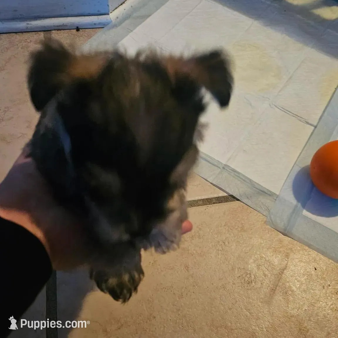 Mike  Yorkie (Chicago delivery), a male Yorkshire Terrier for sale in Lake In The Hills, IL – Photo 6 of 6