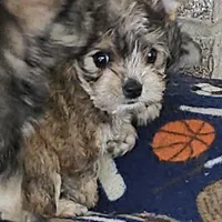 Mike  Yorkie (Chicago delivery), a male Yorkshire Terrier for sale in Lake In The Hills, IL – Photo 4 of 6