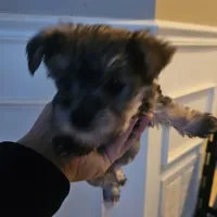 Mike  Yorkie (Chicago delivery), a male Yorkshire Terrier for sale in Lake In The Hills, IL – Photo 3 of 6