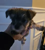 Mike  Yorkie (Chicago delivery), a male Yorkshire Terrier for sale in Lake In The Hills, IL – Photo 3 of 6