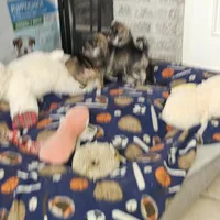 Mike  Yorkie (Chicago delivery), a male Yorkshire Terrier for sale in Lake In The Hills, IL – Photo 2 of 6