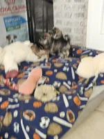 Mike  Yorkie (Chicago delivery), a male Yorkshire Terrier for sale in Lake In The Hills, IL – Photo 2 of 6