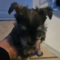 Mike  Yorkie (Chicago delivery), a male Yorkshire Terrier for sale in Lake In The Hills, IL – Photo 5 of 6