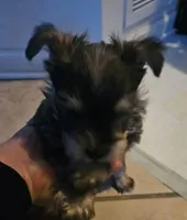 Mike  Yorkie (Chicago delivery), a male Yorkshire Terrier for sale in Lake In The Hills, IL – Photo 5 of 6