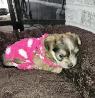 Molly  (Chicago Delivery), a female Yorkshire Terrier for sale in Lake In The Hills, IL – Photo 2 of 6