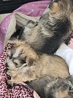 Molly  (Chicago Delivery), a female Yorkshire Terrier for sale in Lake In The Hills, IL – Photo 4 of 6