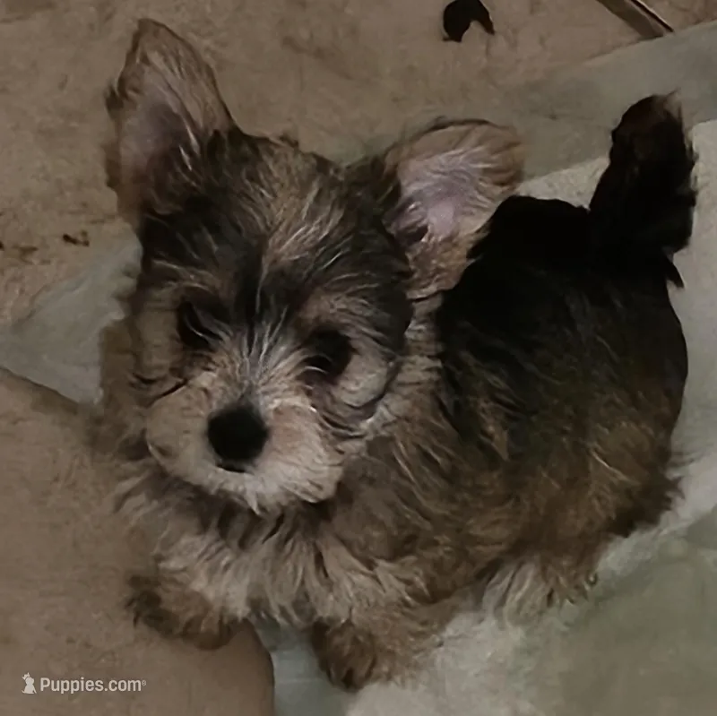 Lola  (Chicago Delivery)