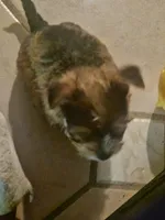 Molly  (Chicago Delivery), a female Yorkshire Terrier for sale in Lake In The Hills, IL – Photo 3 of 6