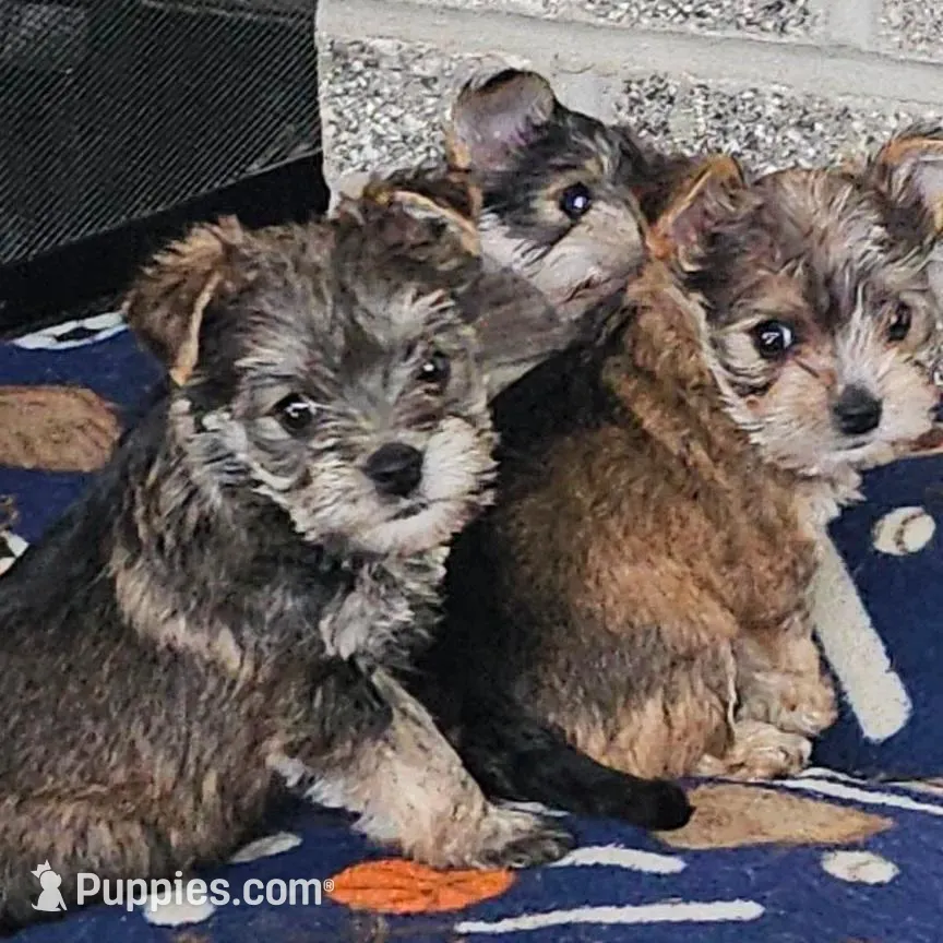 Molly  (Chicago Delivery), a female Yorkshire Terrier for sale in Lake In The Hills, IL – Photo 6 of 6