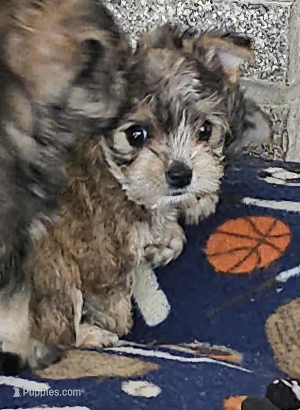 Molly  (Chicago Delivery)