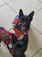DANTE (Chicago delivery), a male Miniature Schnauzer for sale in Lake In The Hills, IL – Photo 3 of 10