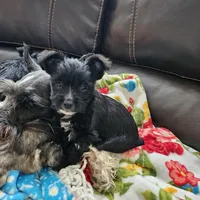 DANTE (Chicago delivery), a male Miniature Schnauzer and Yorkshire Terrier for sale in Lake In The Hills, IL – Photo 3 of 6