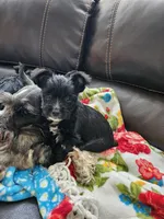 DANTE (Chicago delivery), a male Miniature Schnauzer and Yorkshire Terrier for sale in Lake In The Hills, IL – Photo 4 of 6