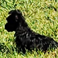 DANTE (Chicago delivery), a male Miniature Schnauzer and Yorkshire Terrier for sale in Lake In The Hills, IL – Photo 4 of 6