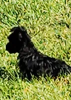 DANTE (Chicago delivery), a male Miniature Schnauzer and Yorkshire Terrier for sale in Lake In The Hills, IL – Photo 5 of 6