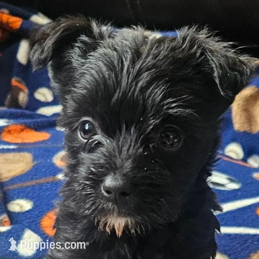 DANTE (Chicago delivery) – Miniature Schnauzer, Yorkshire Terrier puppy for sale in Lake In The Hills, IL