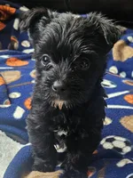 DANTE (Chicago delivery), a male Miniature Schnauzer and Yorkshire Terrier for sale in Lake In The Hills, IL – Photo 1 of 6