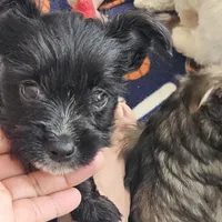 DANTE (Chicago delivery), a male Miniature Schnauzer and Yorkshire Terrier for sale in Lake In The Hills, IL – Photo 6 of 6