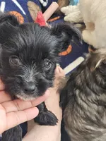 DANTE (Chicago delivery), a male Miniature Schnauzer and Yorkshire Terrier for sale in Lake In The Hills, IL – Photo 6 of 6