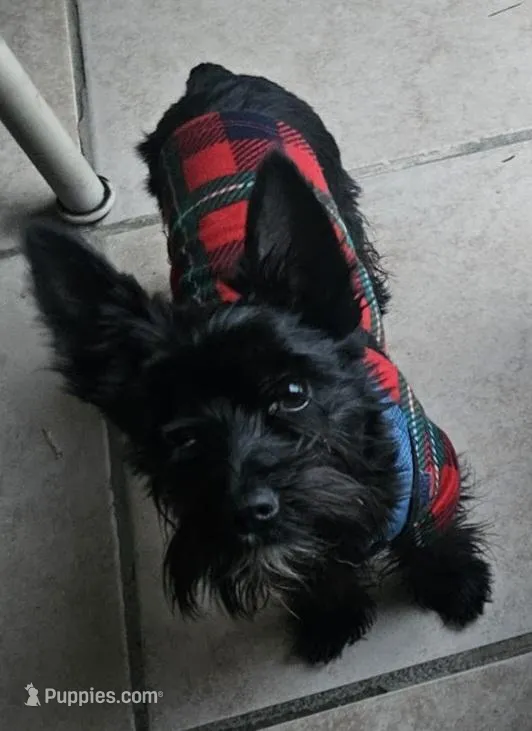 Bella  (Chicago delivery)