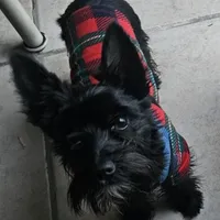 Bella  (Chicago delivery), a female Miniature Schnauzer and Yorkshire Terrier for sale in Lake In The Hills, IL – Photo 1 of 7