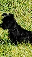 DANTE (Chicago delivery), a male Miniature Schnauzer for sale in Lake In The Hills, IL – Photo 9 of 10