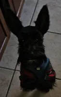DANTE (Chicago delivery), a male Miniature Schnauzer for sale in Lake In The Hills, IL – Photo 6 of 10