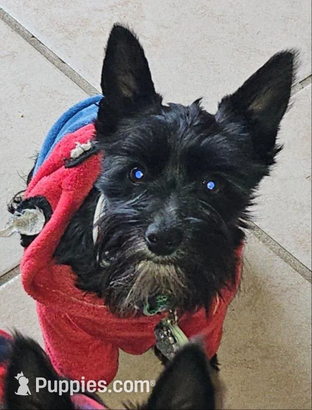 DANTE (Chicago delivery), a male Miniature Schnauzer for sale in Lake In The Hills, IL – Photo 1 of 10