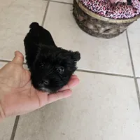 Bella  (Chicago delivery), a female Miniature Schnauzer and Yorkshire Terrier for sale in Lake In The Hills, IL – Photo 4 of 7