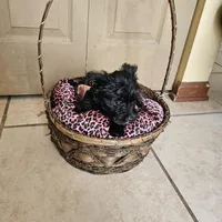 Bella  (Chicago delivery), a female Miniature Schnauzer and Yorkshire Terrier for sale in Lake In The Hills, IL – Photo 6 of 7