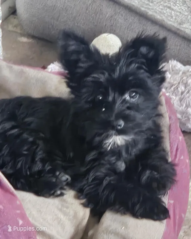 Bella  (Chicago delivery)