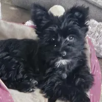 Bella  (Chicago delivery), a female Miniature Schnauzer and Yorkshire Terrier for sale in Lake In The Hills, IL – Photo 2 of 7