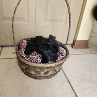 Bella  (Chicago delivery), a female Miniature Schnauzer and Yorkshire Terrier for sale in Lake In The Hills, IL – Photo 5 of 7