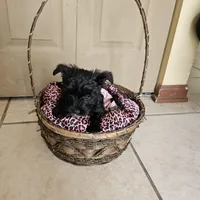 Bella  (Chicago delivery), a female Miniature Schnauzer and Yorkshire Terrier for sale in Lake In The Hills, IL – Photo 3 of 7