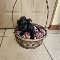 Bella  (Chicago delivery), a female Miniature Schnauzer and Yorkshire Terrier for sale in Lake In The Hills, IL – Photo 7 of 7