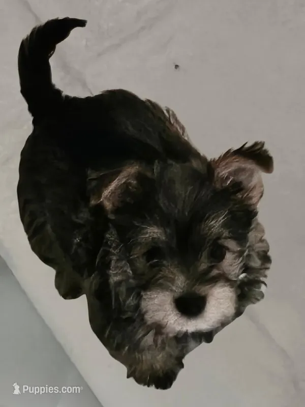 Mike  Yorkie (Chicago delivery), a male Yorkshire Terrier for sale in Lake In The Hills, IL – Photo 1 of 3