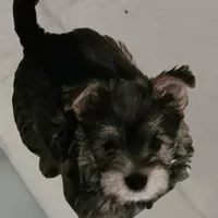 Mike  Yorkie (Chicago delivery), a male Yorkshire Terrier for sale in Lake In The Hills, IL – Photo 1 of 3