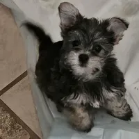 Mike  Yorkie (Chicago delivery), a male Yorkshire Terrier for sale in Lake In The Hills, IL – Photo 2 of 3