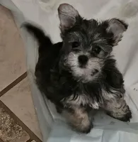 Mike  Yorkie (Chicago delivery), a male Yorkshire Terrier for sale in Lake In The Hills, IL – Photo 2 of 3