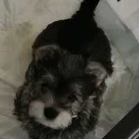 Mike  Yorkie (Chicago delivery), a male Yorkshire Terrier for sale in Lake In The Hills, IL – Photo 3 of 3