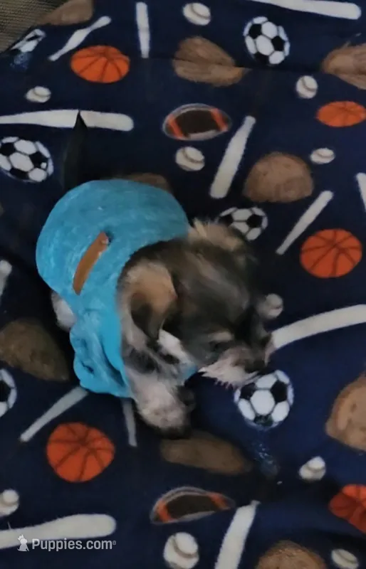 Buddy (Chicagoland delivery)