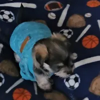 Buddy (Chicago delivery), a male Yorkshire Terrier for sale in Lake In The Hills, IL – Photo 5 of 6