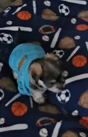 Buddy (Chicagoland delivery), a male Yorkshire Terrier for sale in Lake In The Hills, IL – Photo 1 of 4