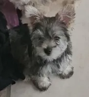 Buddy $1,250 OBO, a male Yorkshire Terrier for sale in Lake In The Hills, IL – Photo 7 of 10